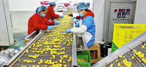 在农村办这3个小型加工厂很 吃香 ,投资小,干好了比打工强